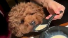 女子用餐廳勺子喂寵物狗,山西發生疑似皮膚炭疽疫情