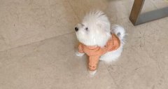 馬爾濟斯犬多少錢一只,姐妹們說說自己第一次養狗