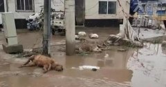 涿州洪水退去動物尸體隨地可見,含鉀高的水果和蔬菜